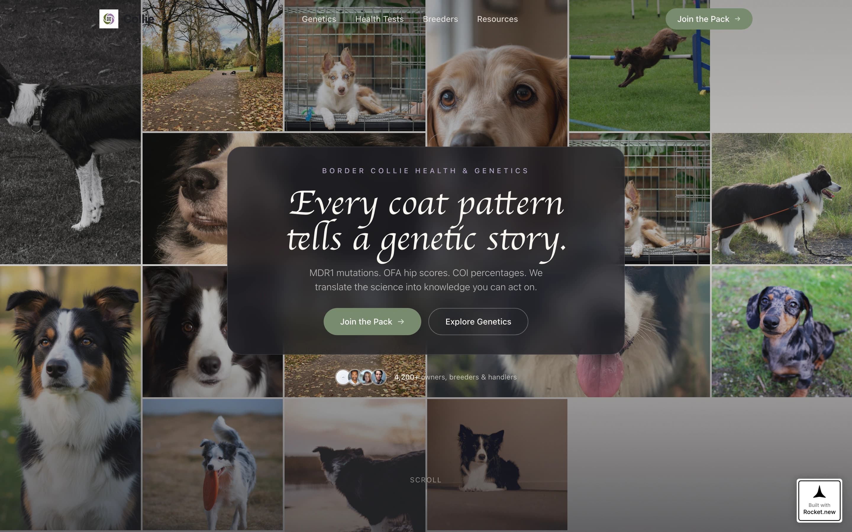 Dog Advanced Education Website Template