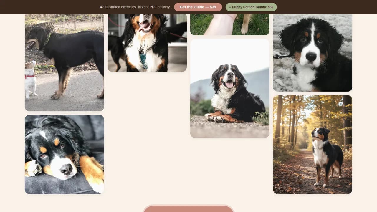 Dog Premium Professional Website Template