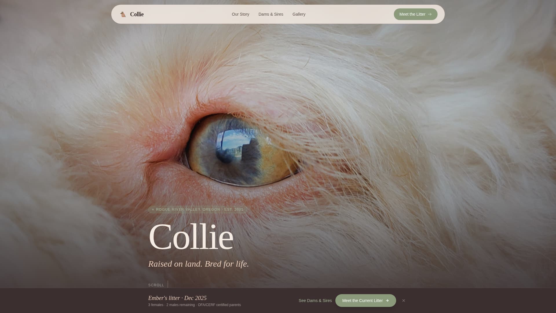 Dog Local Professional Website Template