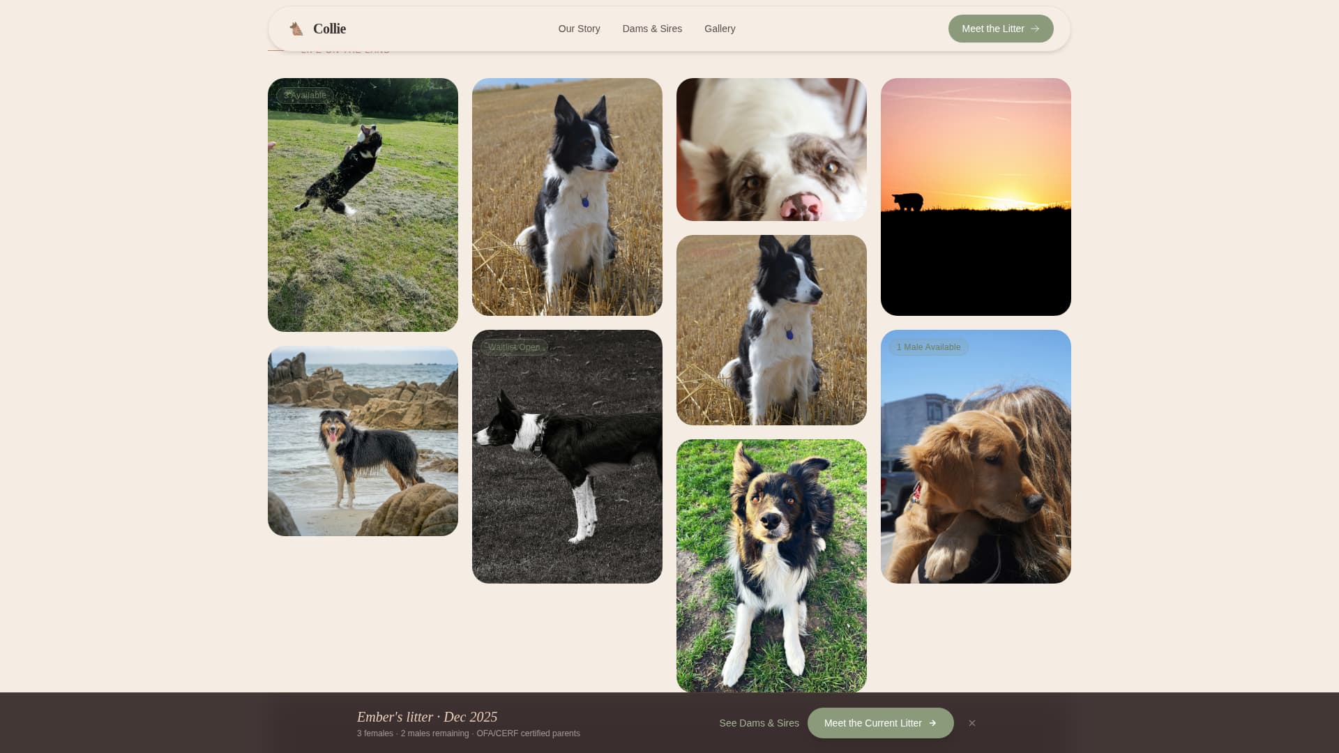 Dog Local Professional Website Template