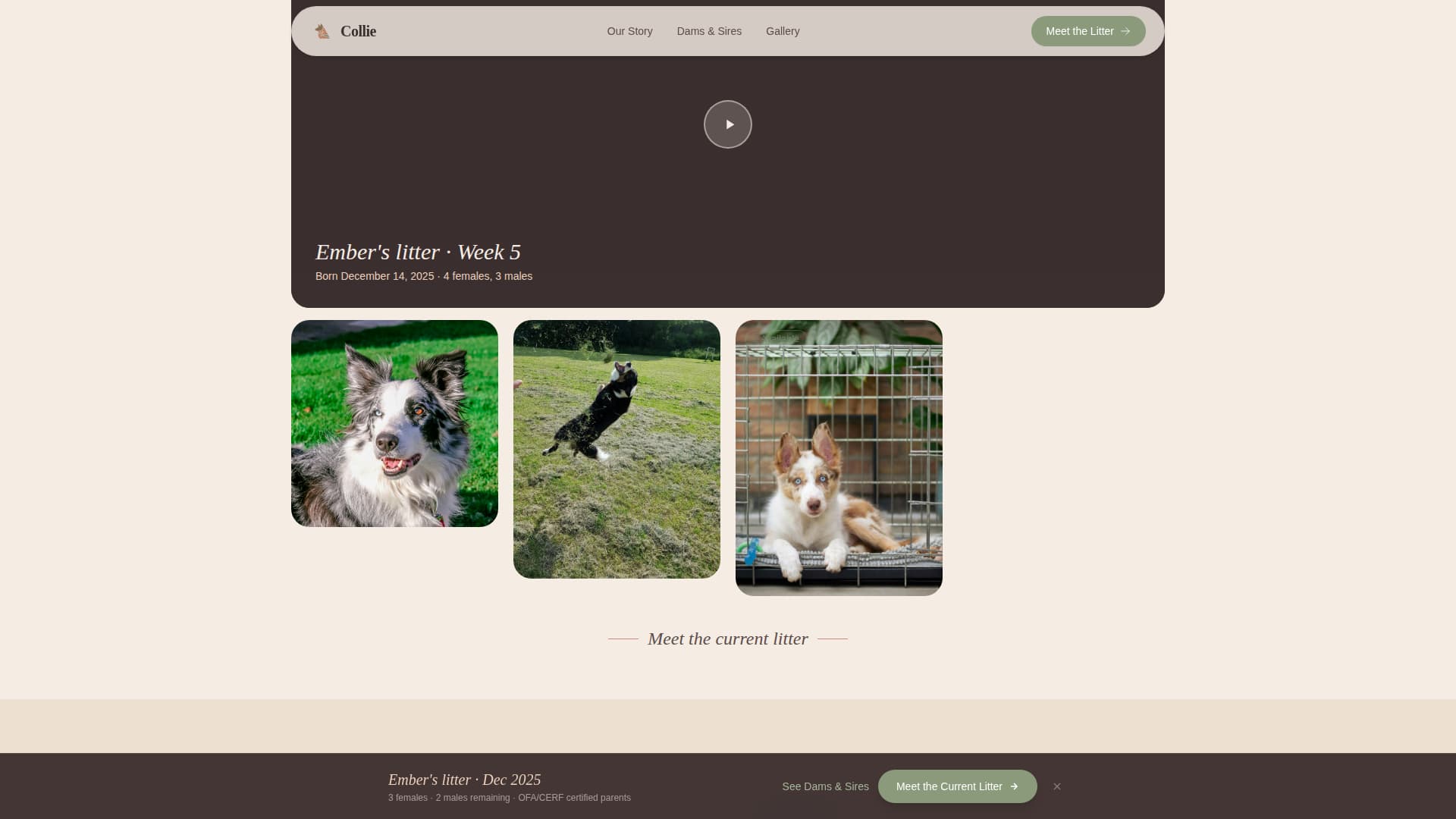 Dog Local Professional Website Template