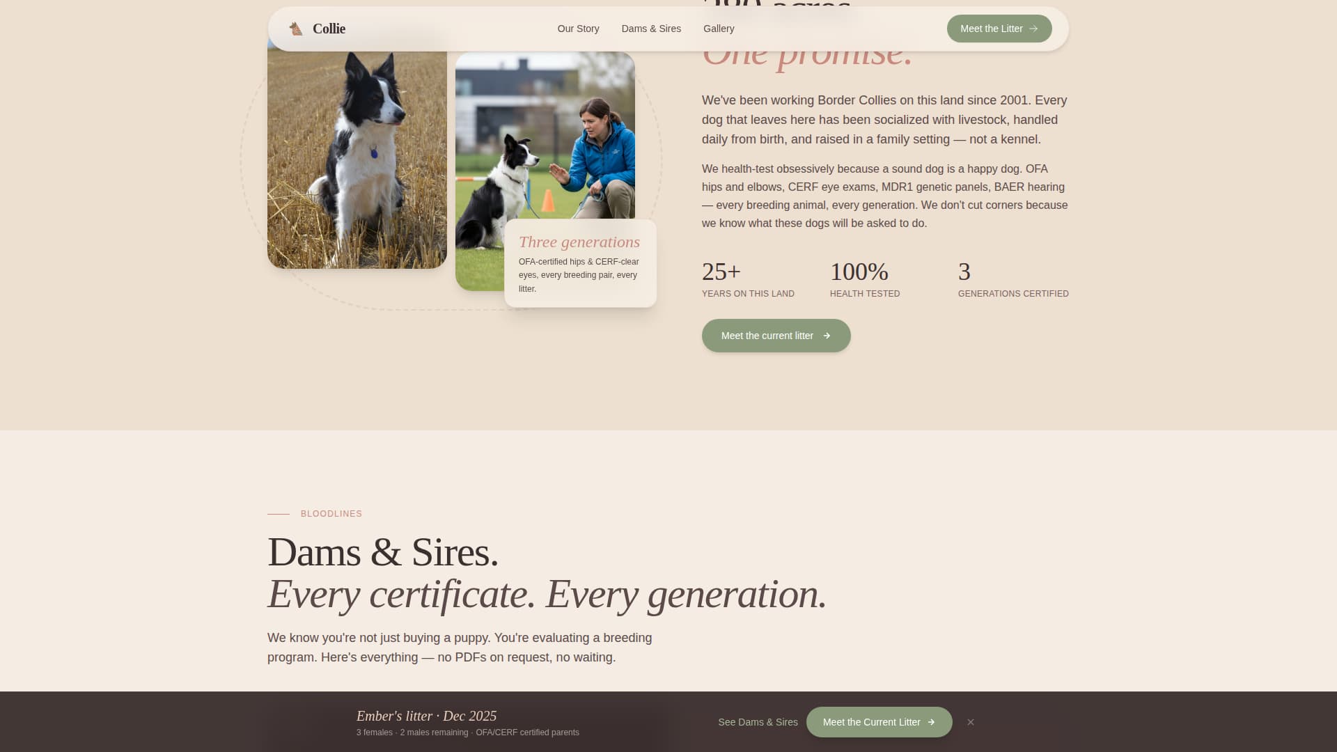 Dog Local Professional Website Template