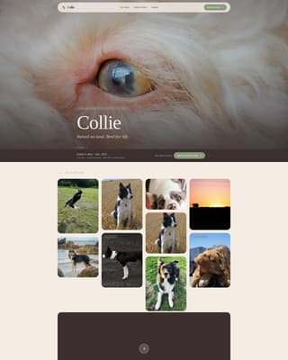 Dog Local Professional Website Template