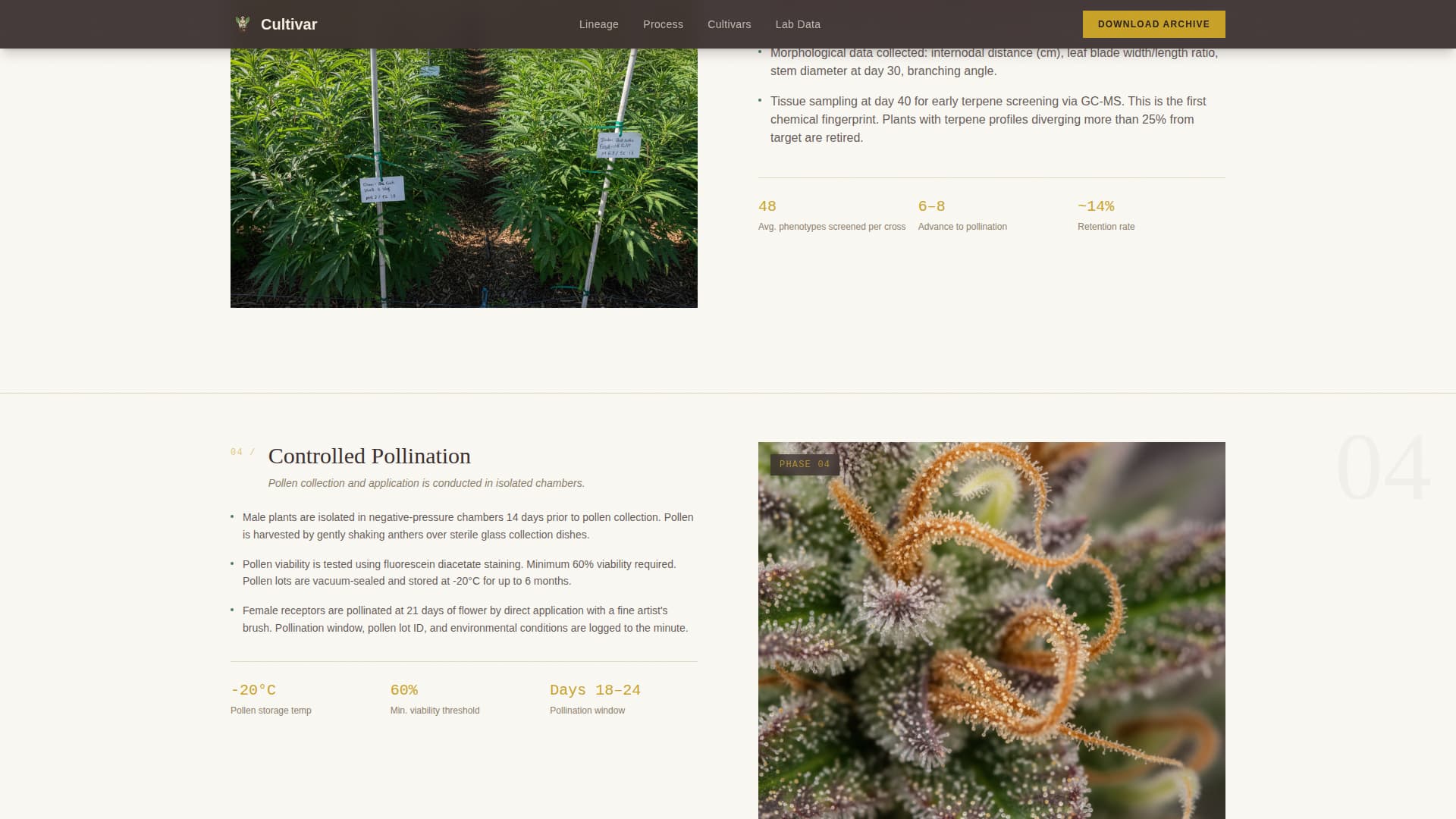 Cannabis Industry Specialist Professional Website Template