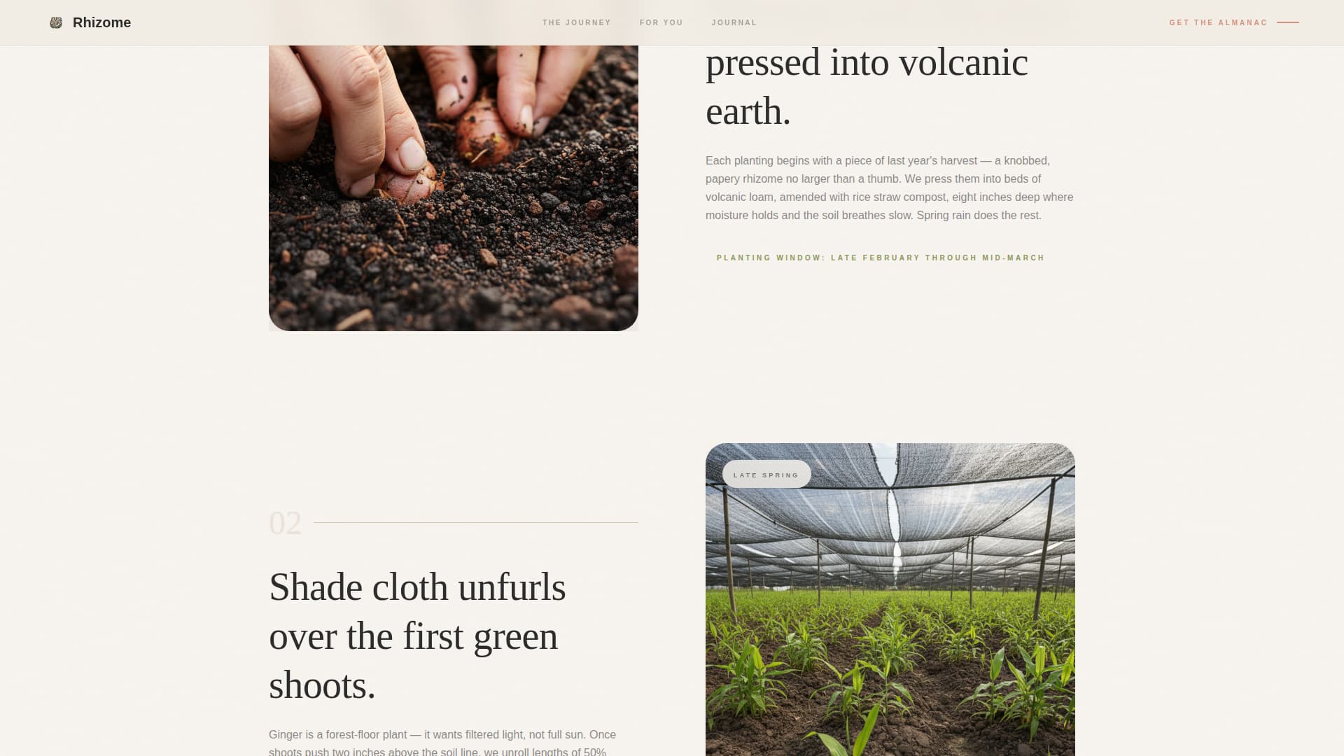 Rhizome - Artisan Gingerfarm Landing Page Template