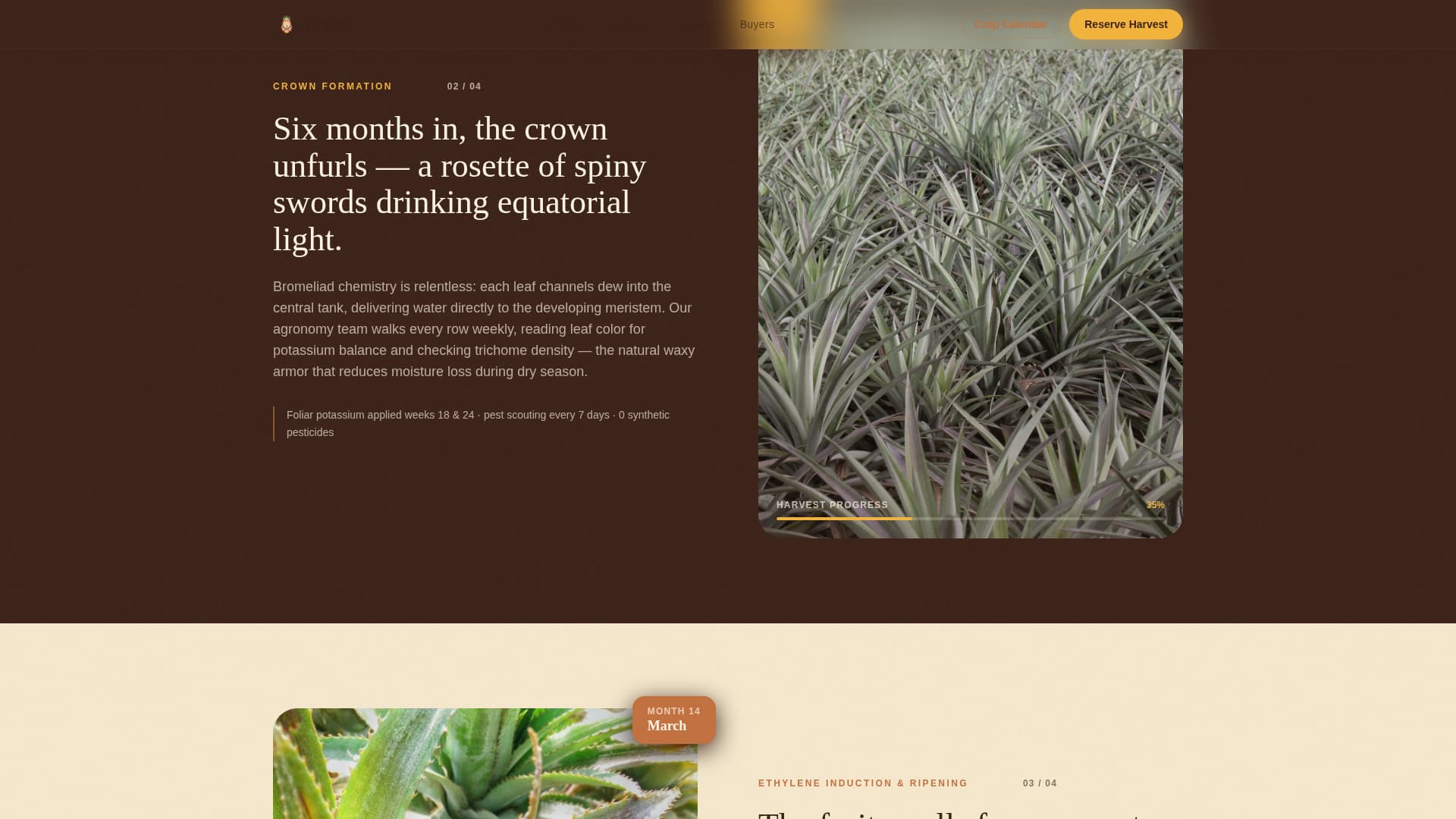 Fruit & Vegetable Farming Reviews Website Template
