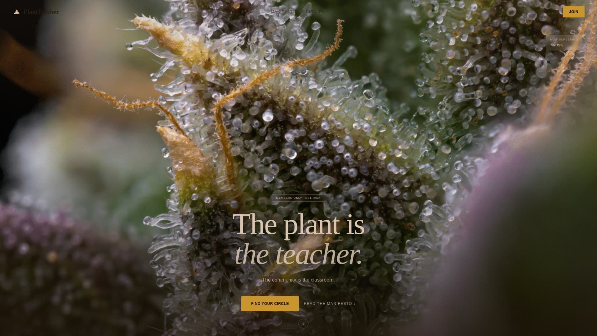Cannabis Blog & Media Professional Website Template