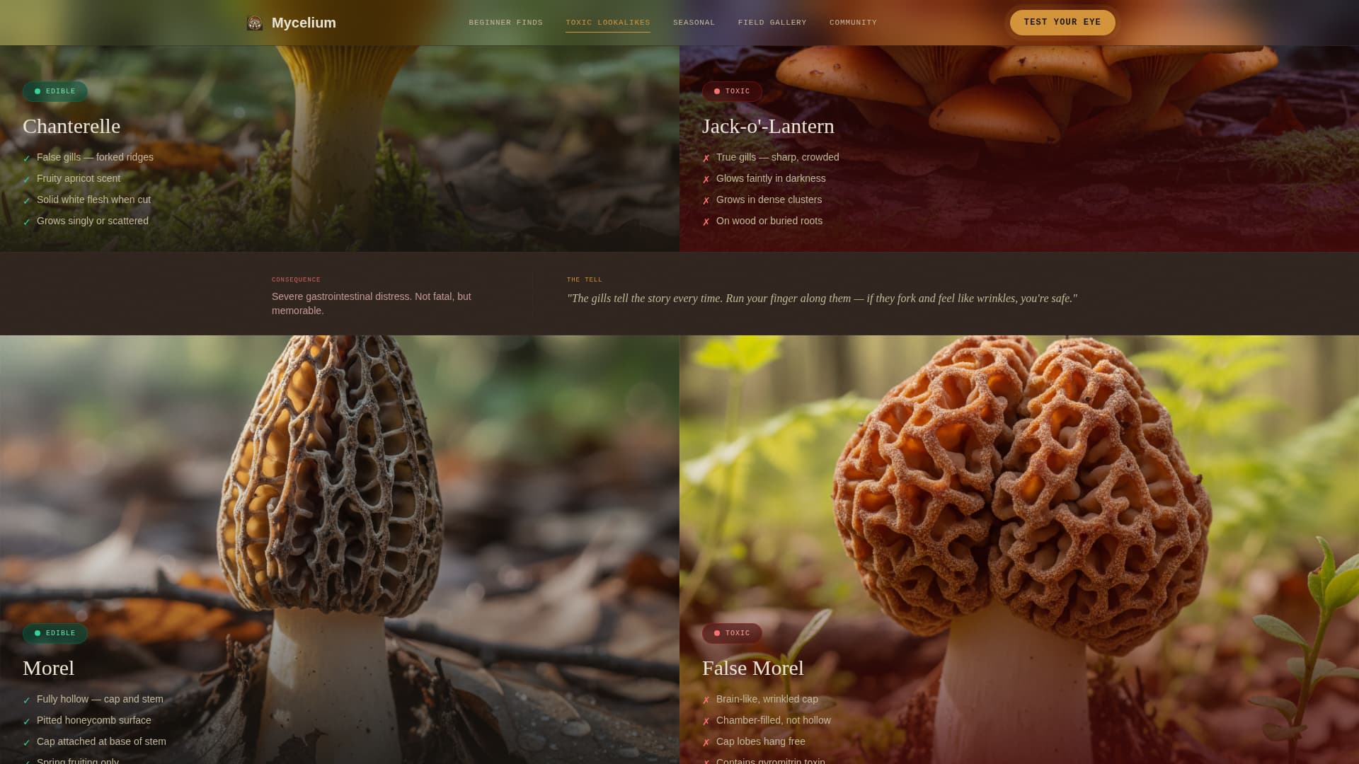 Mycelium - Immersive Foraging Landing Page Template