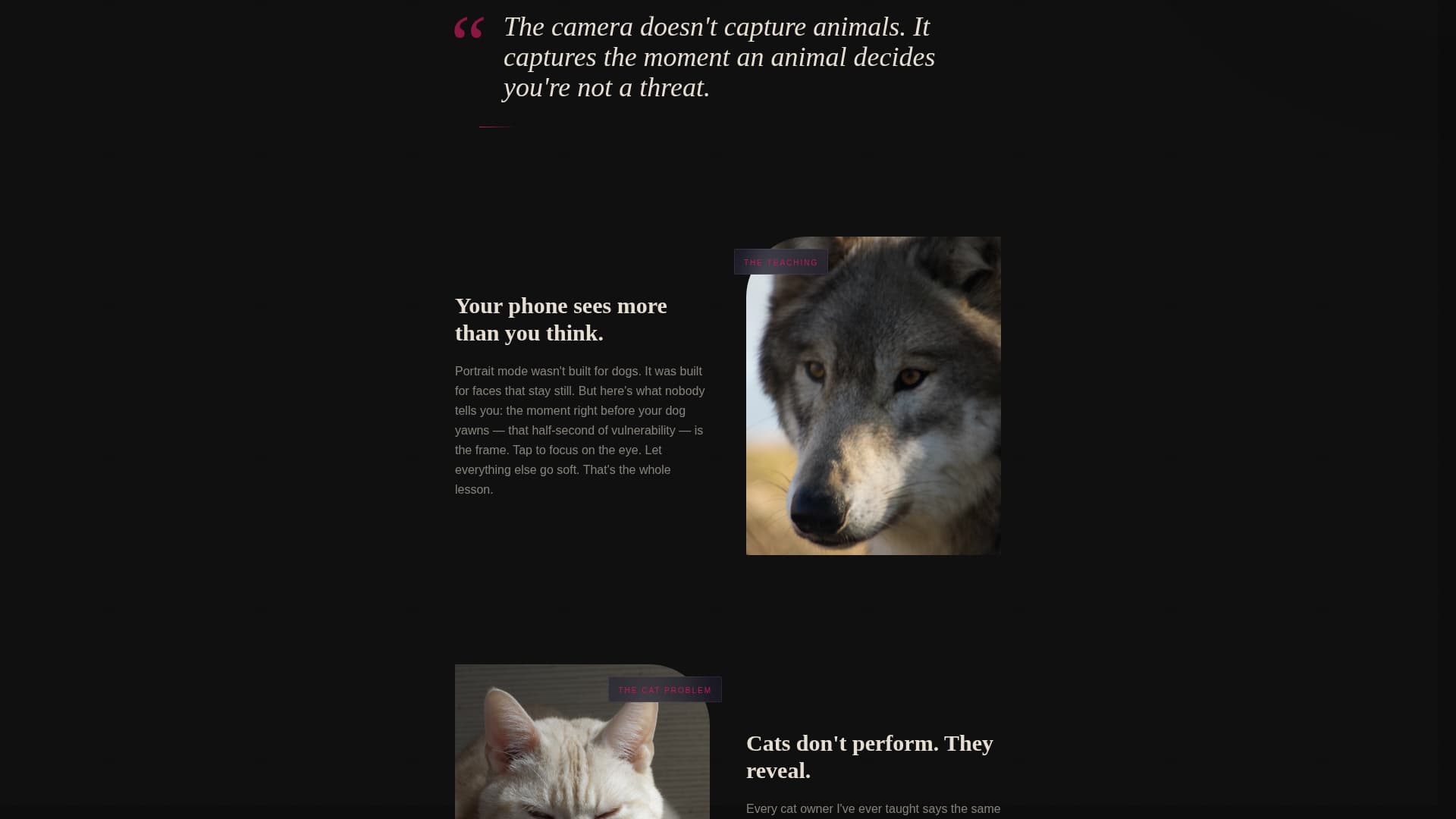 Shutter - Captivating Petphotography Landing Page Template
