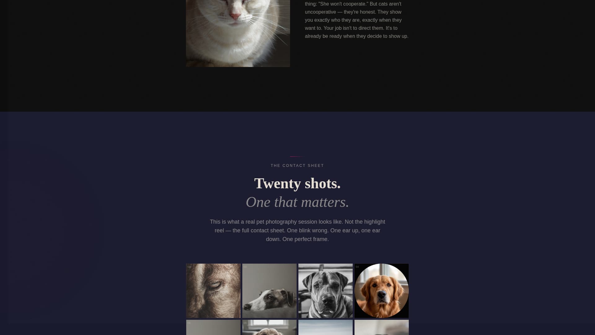 Shutter - Captivating Petphotography Landing Page Template