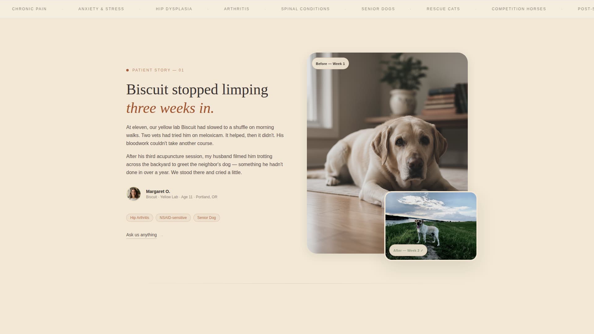 Animal - Highconverting Acupuncture Landing Page Template