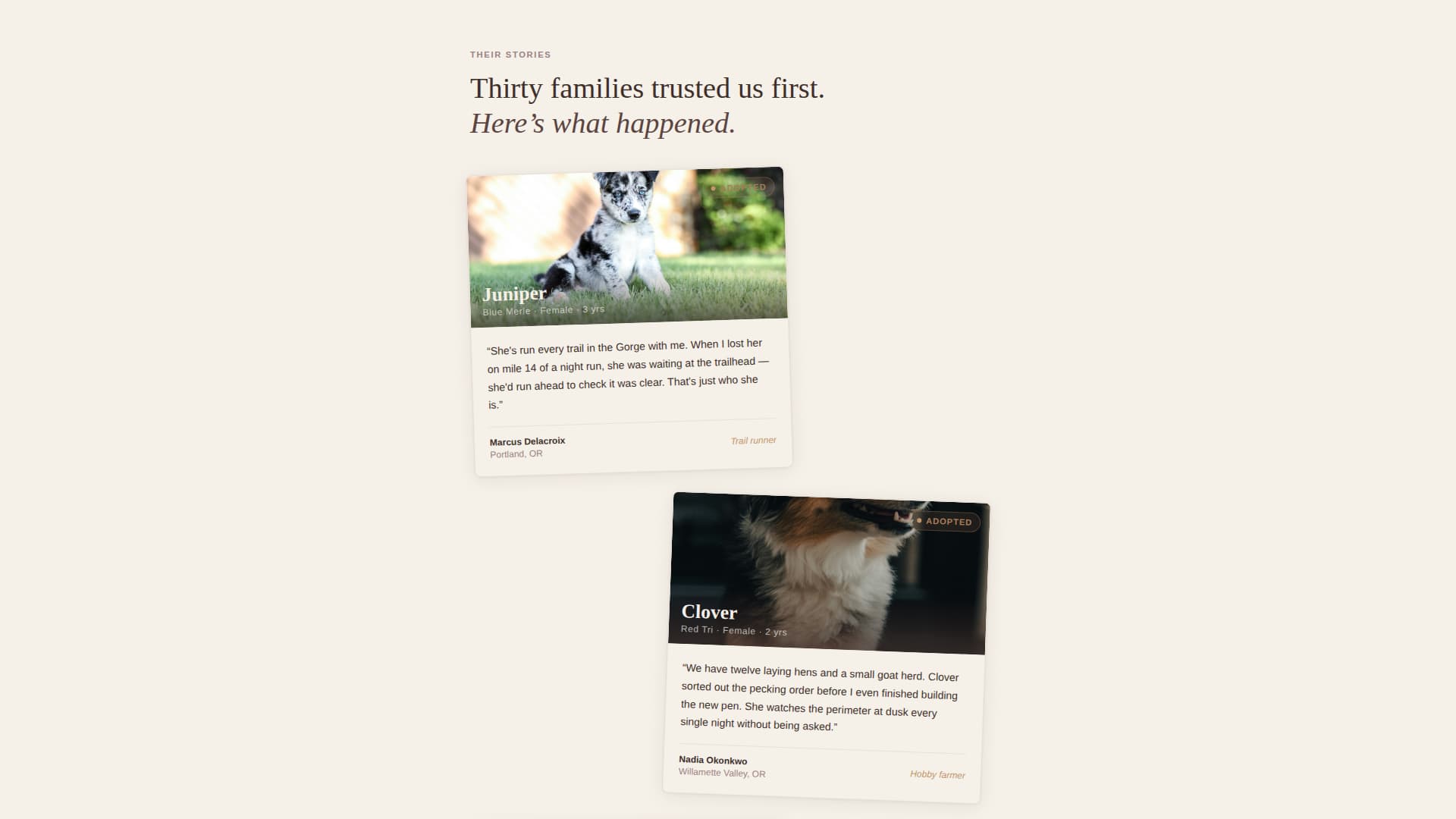 Dog Advanced Reviews Website Template