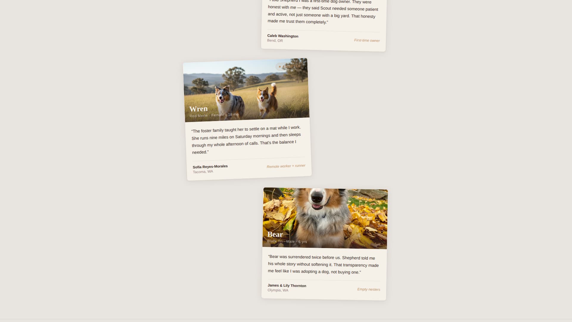 Dog Advanced Reviews Website Template