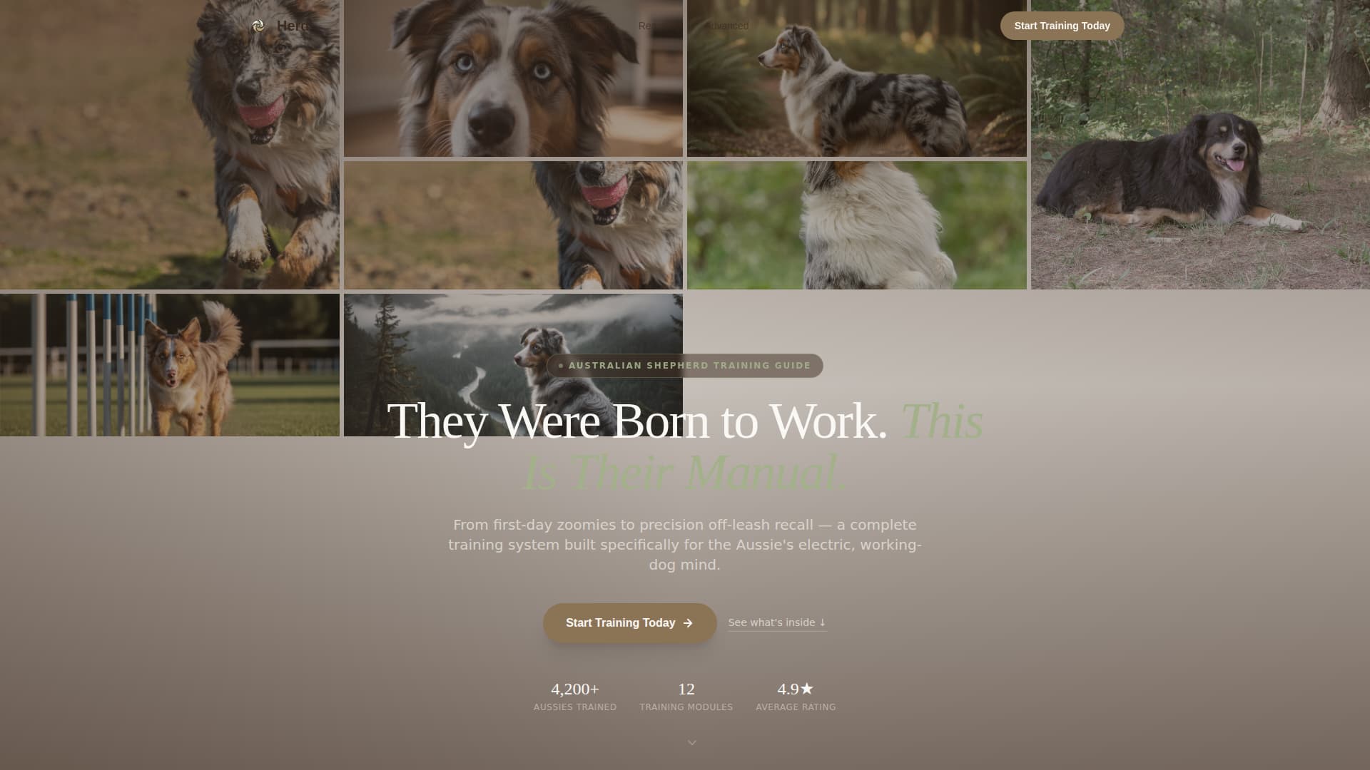 Dog Specialist Reviews Website Template