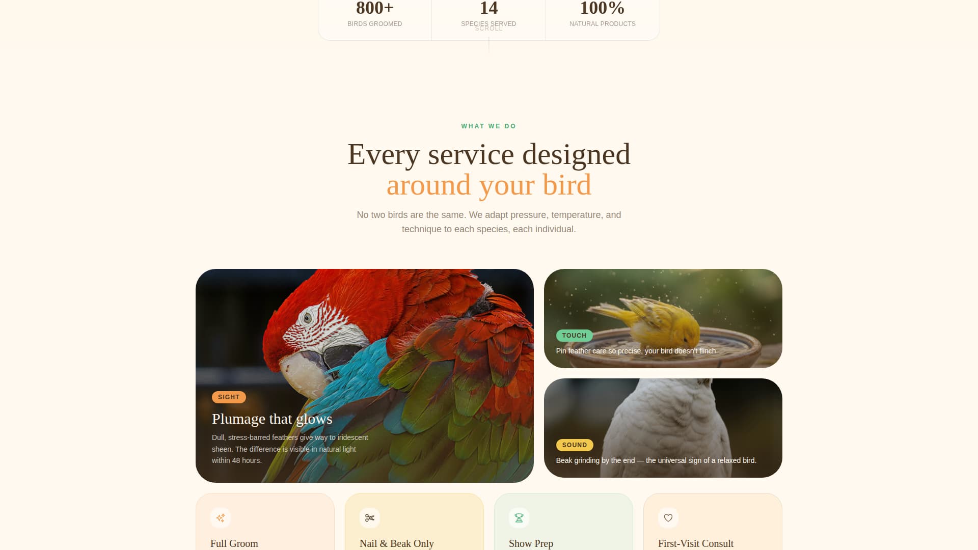 Bird Booking Website Template