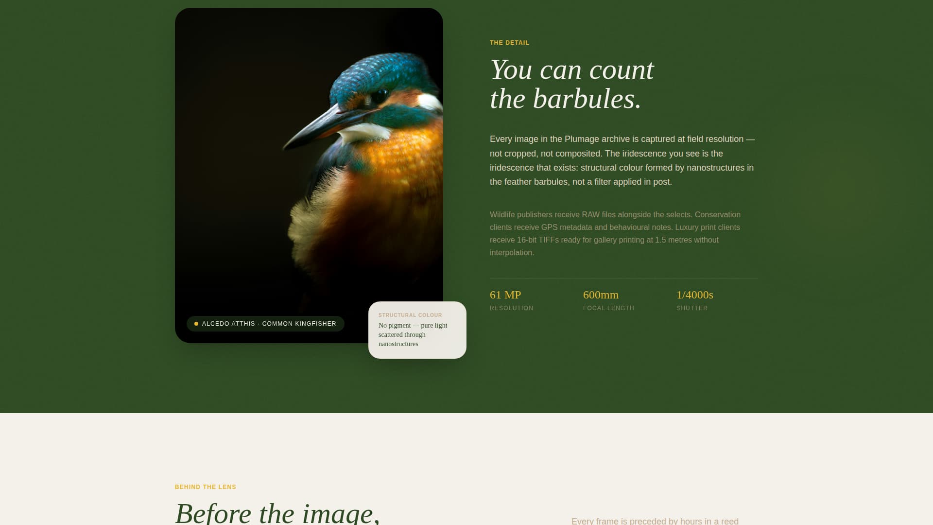 Plumage - Breathtaking Birdphotography Landing Page Template
