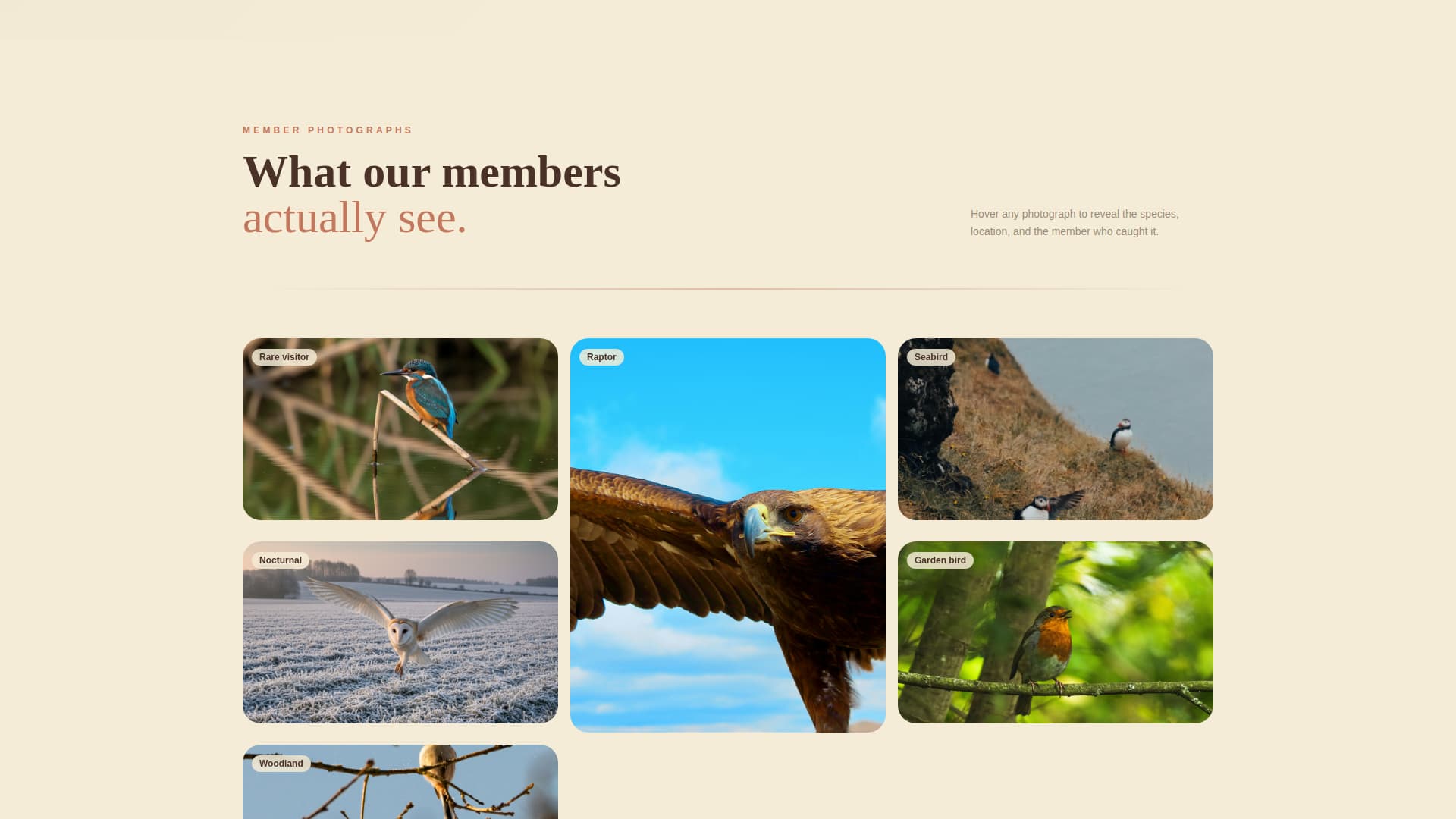 Flock - Immersive Birding Landing Page Template