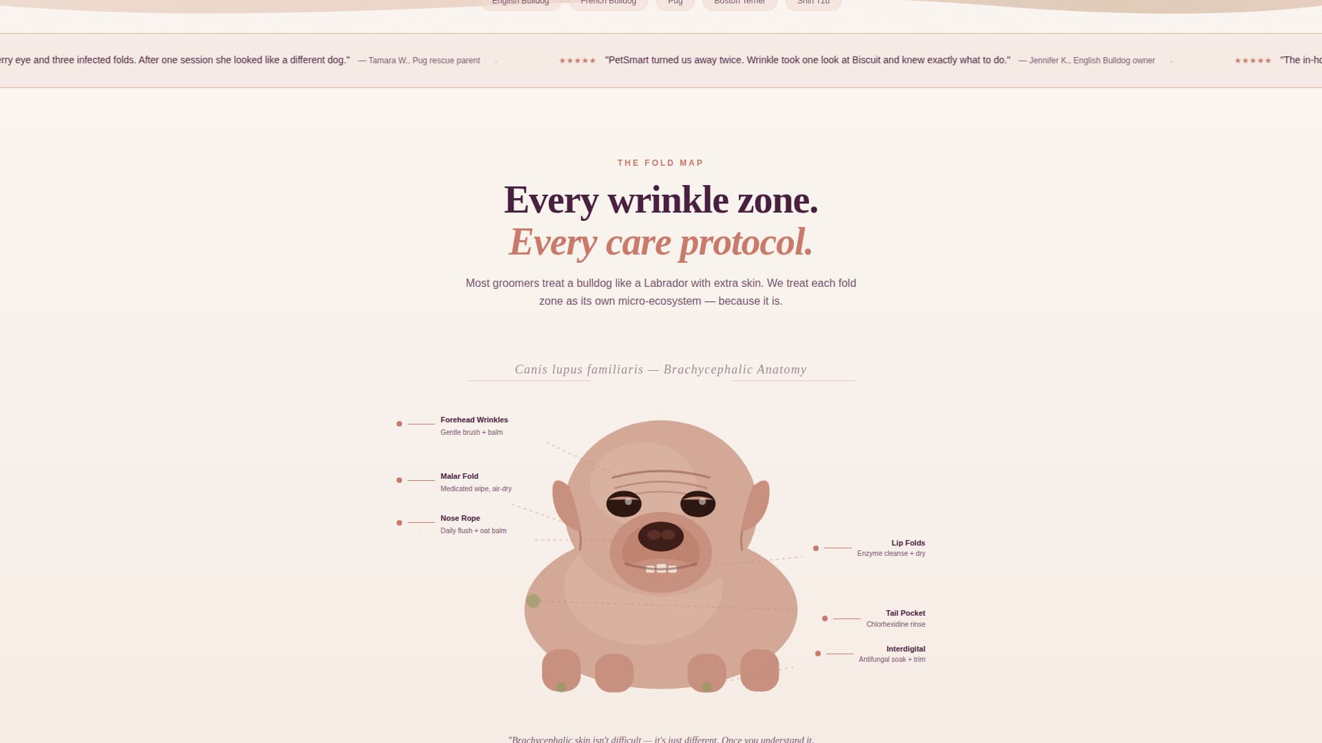 Dog Virtual Booking Website Template