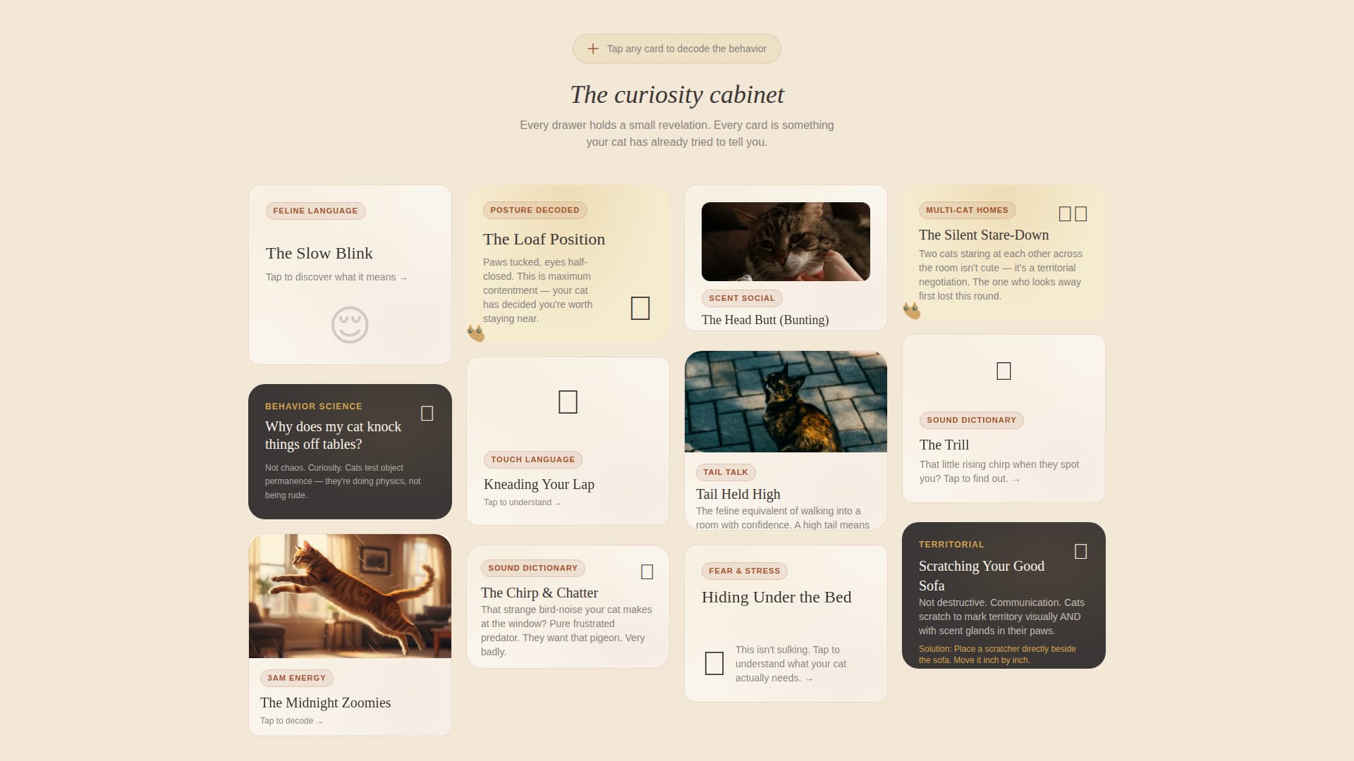 Cat Specialist Booking Website Template