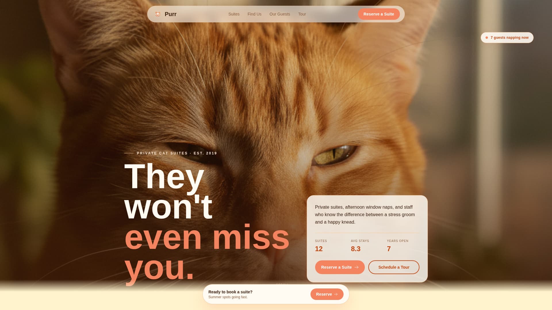 Cat Booking Website Template
