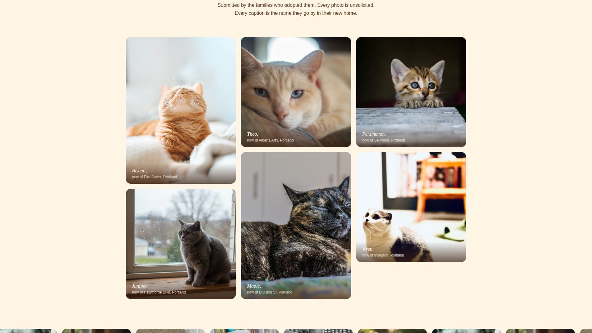 Cattery - Artisan Breeder Landing Page Template