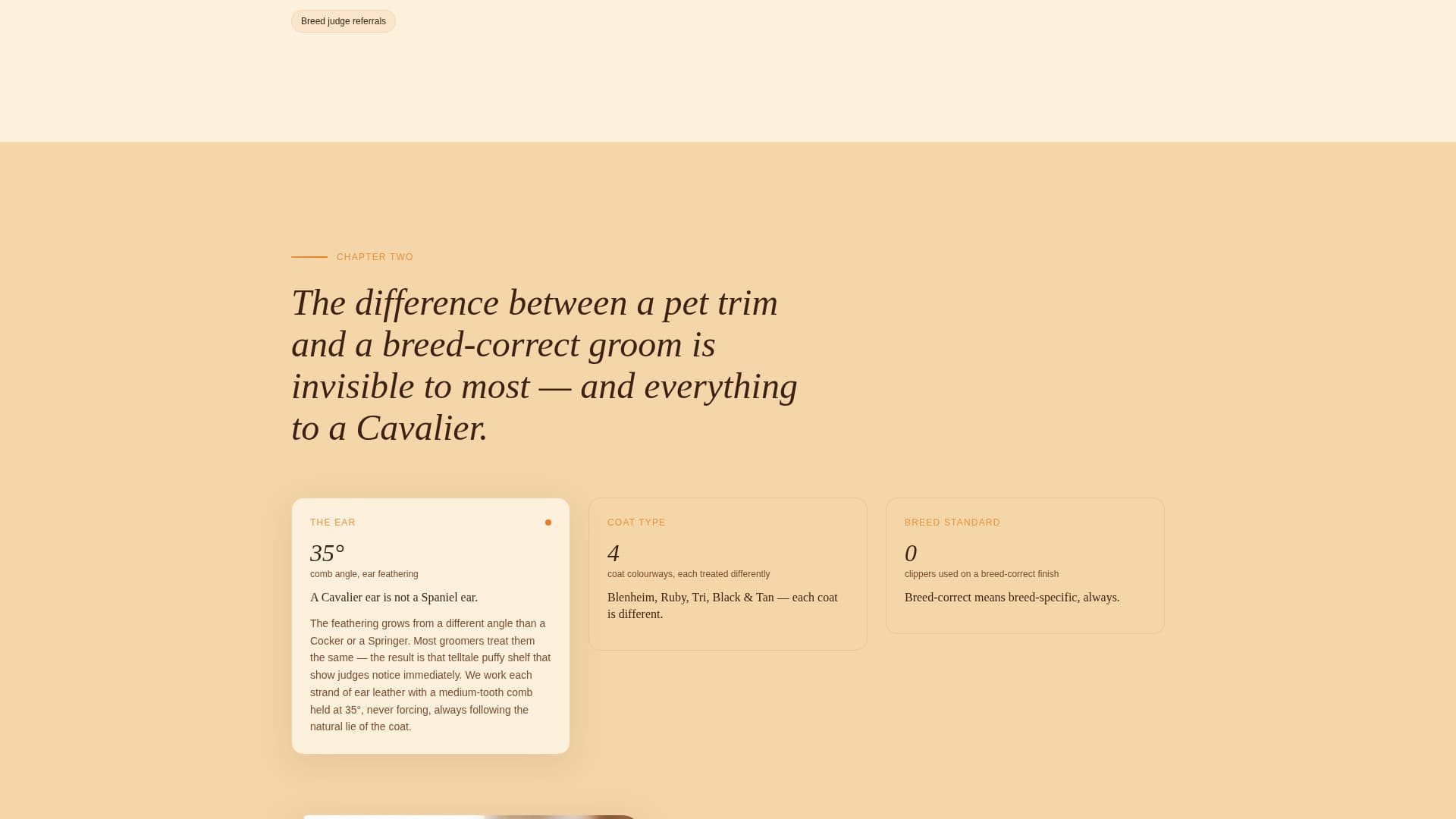Dog Commercial Booking Website Template