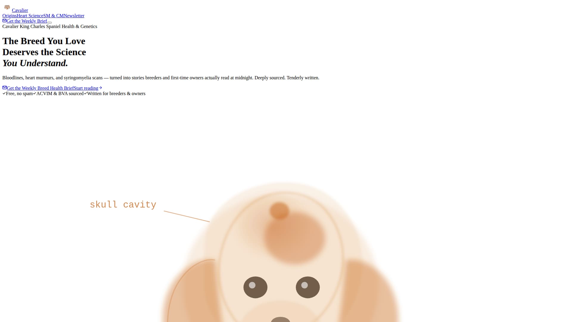 Dog Advanced Blog Website Template