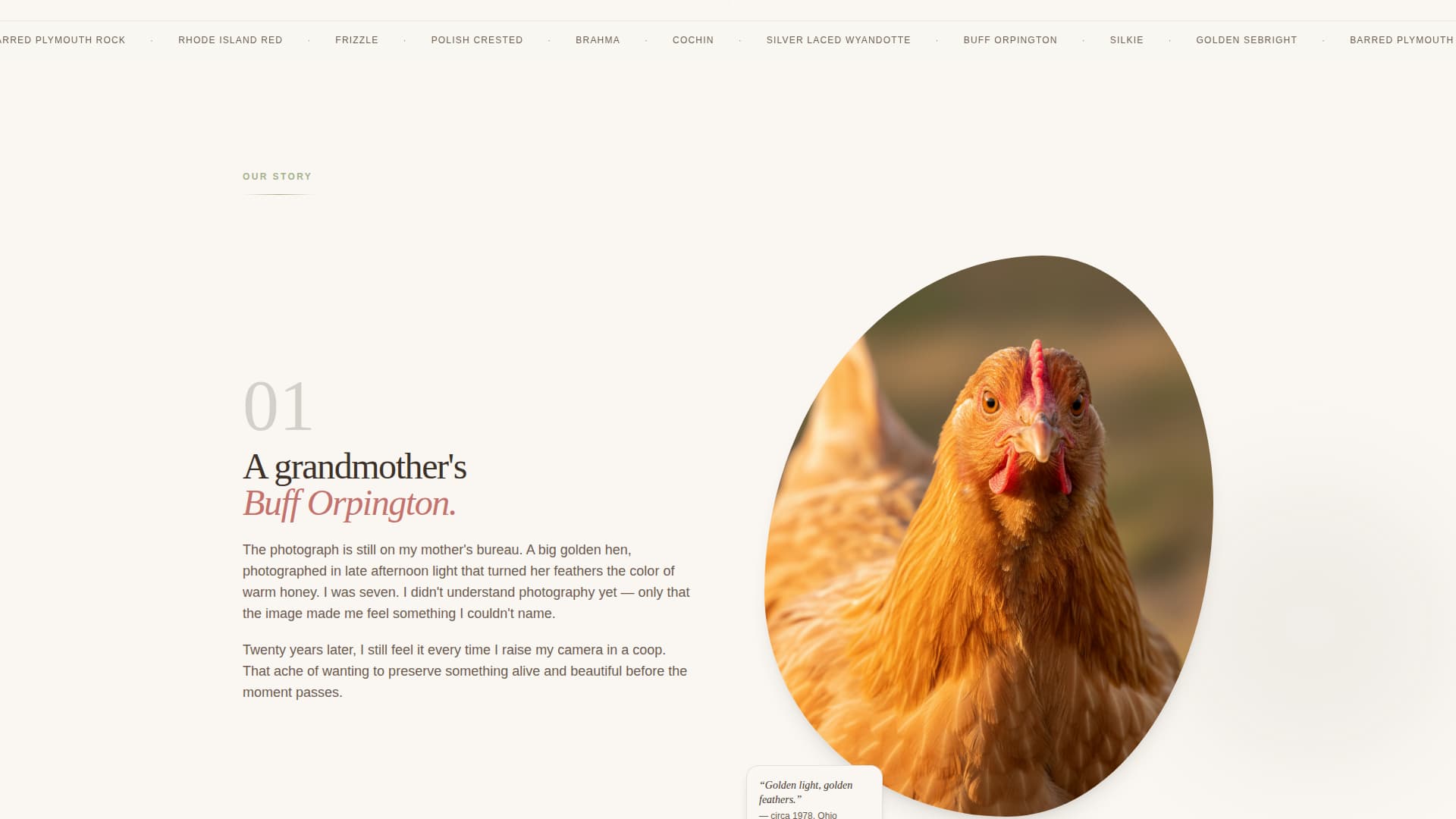 Chicken & Poultry Specialist Booking Website Template