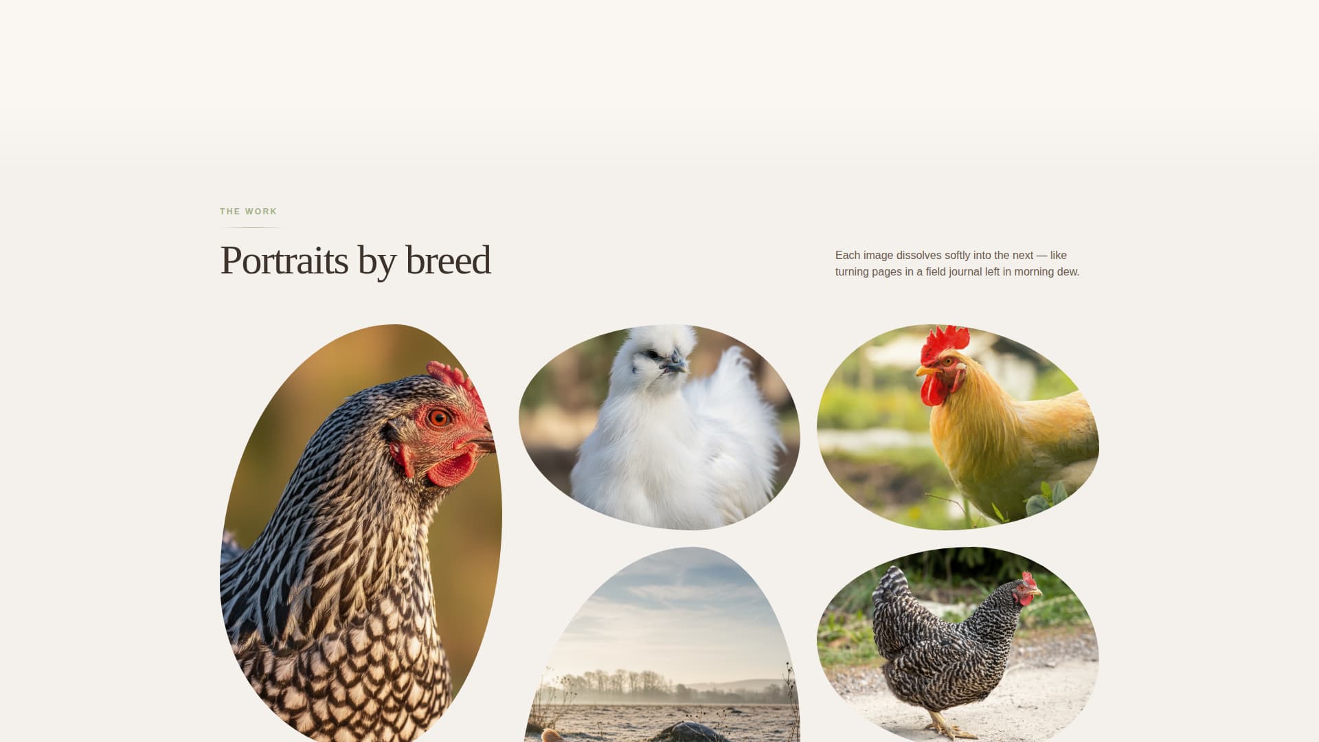 Chicken & Poultry Specialist Booking Website Template