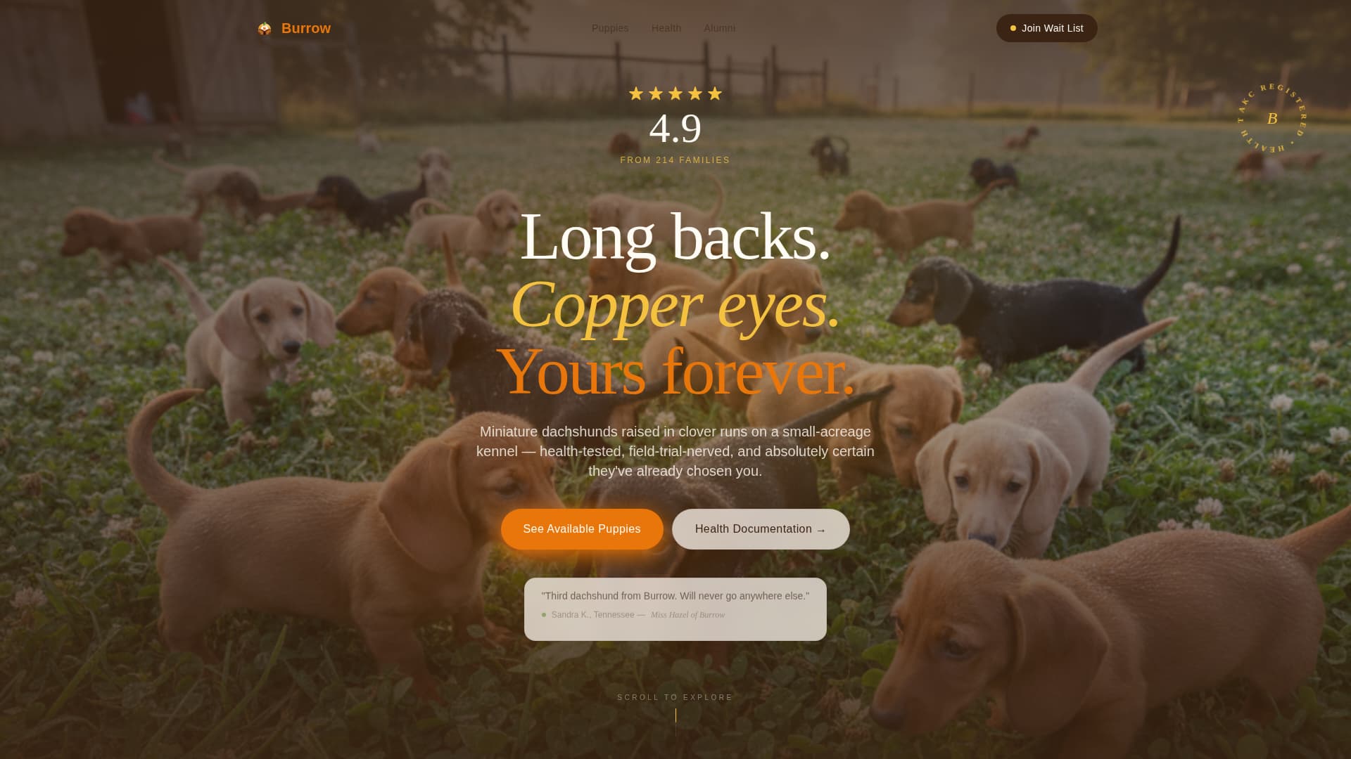 Dog Booking Website Template