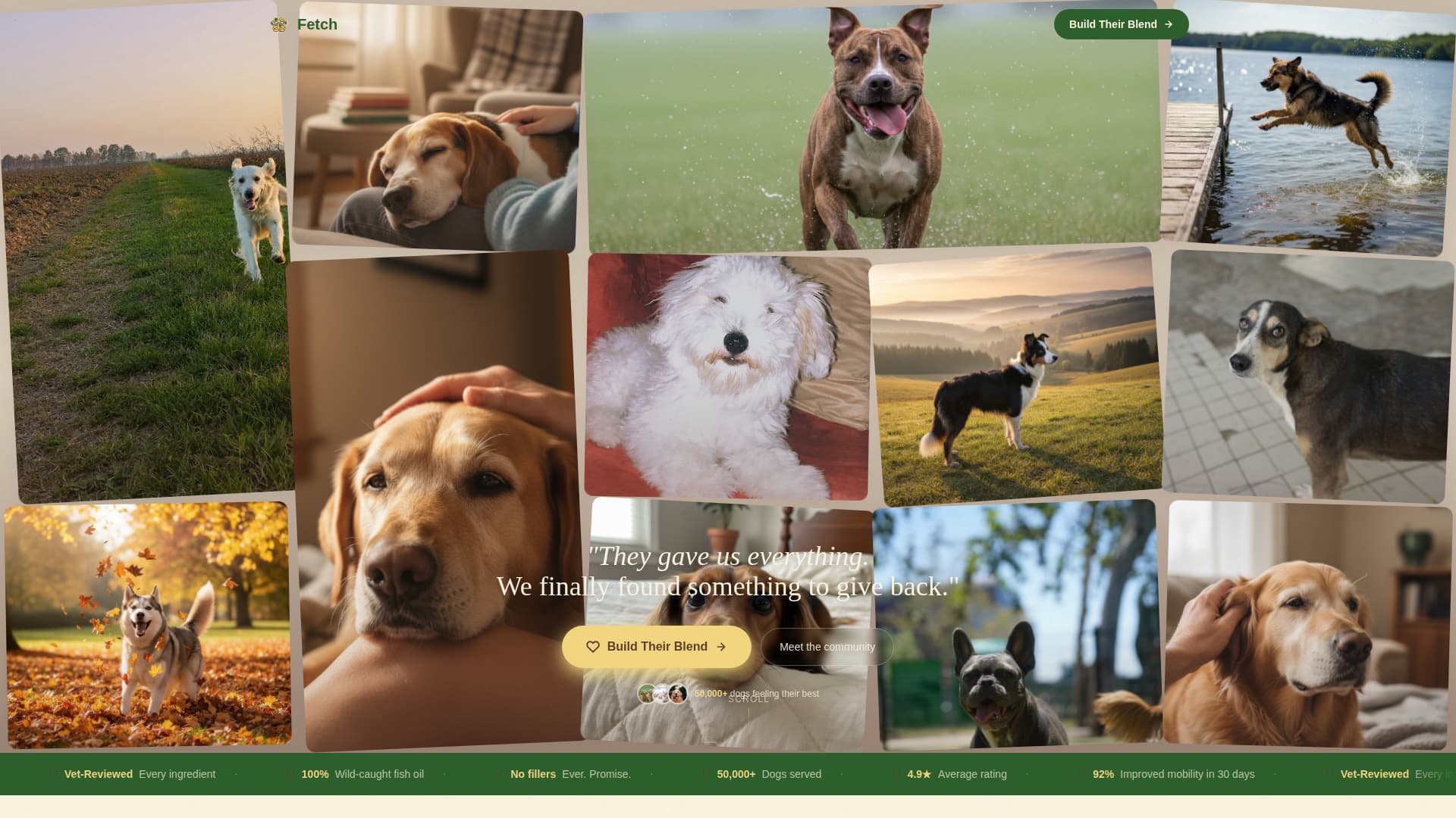 Dog Education Website Template