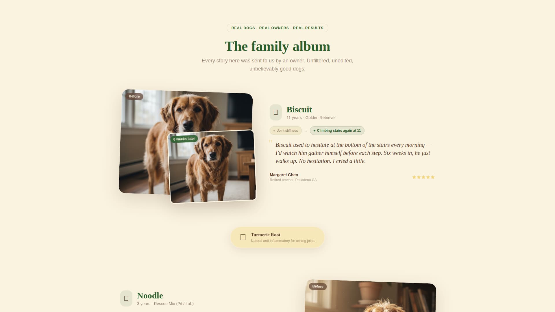 Dog Education Website Template