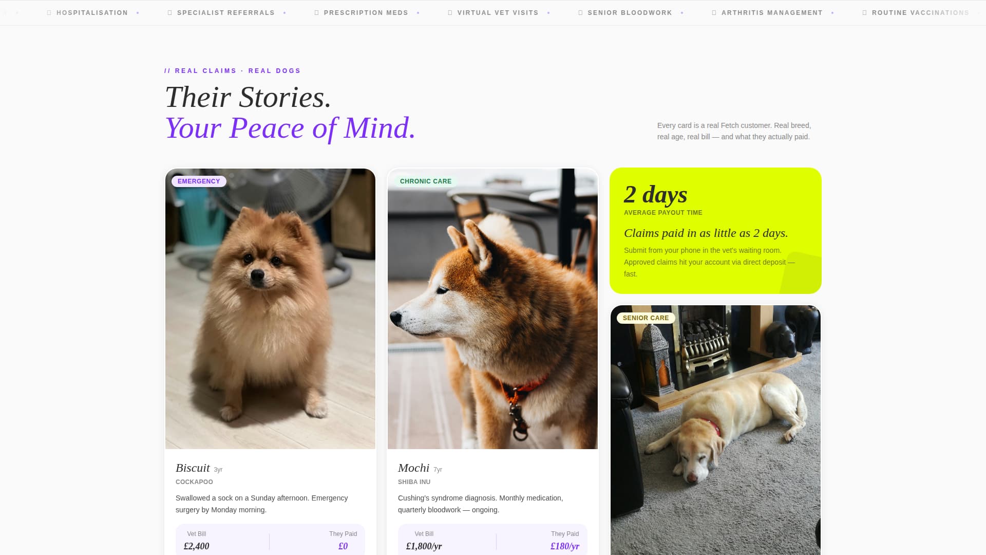 Dog Advanced Professional Website Template