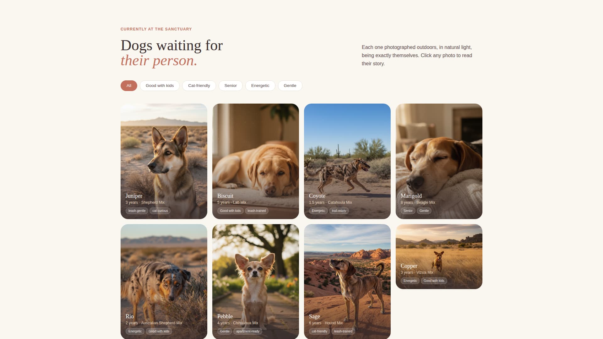 Rescue - Heartfelt Dogrescue Landing Page Template