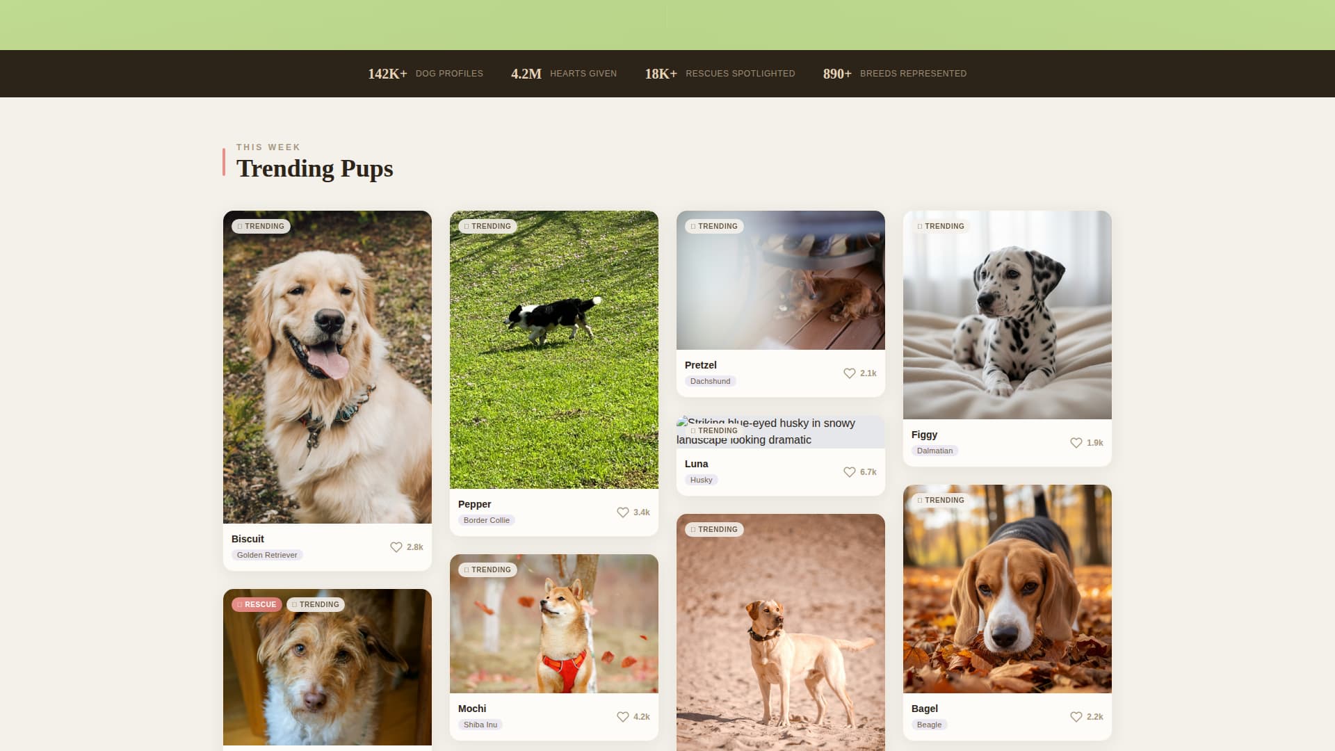 Dog Professional Website Template