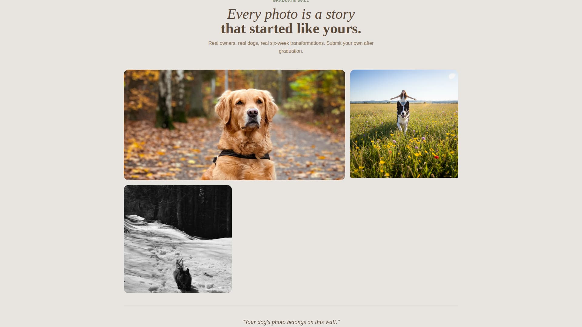 Dog Specialist Professional Website Template