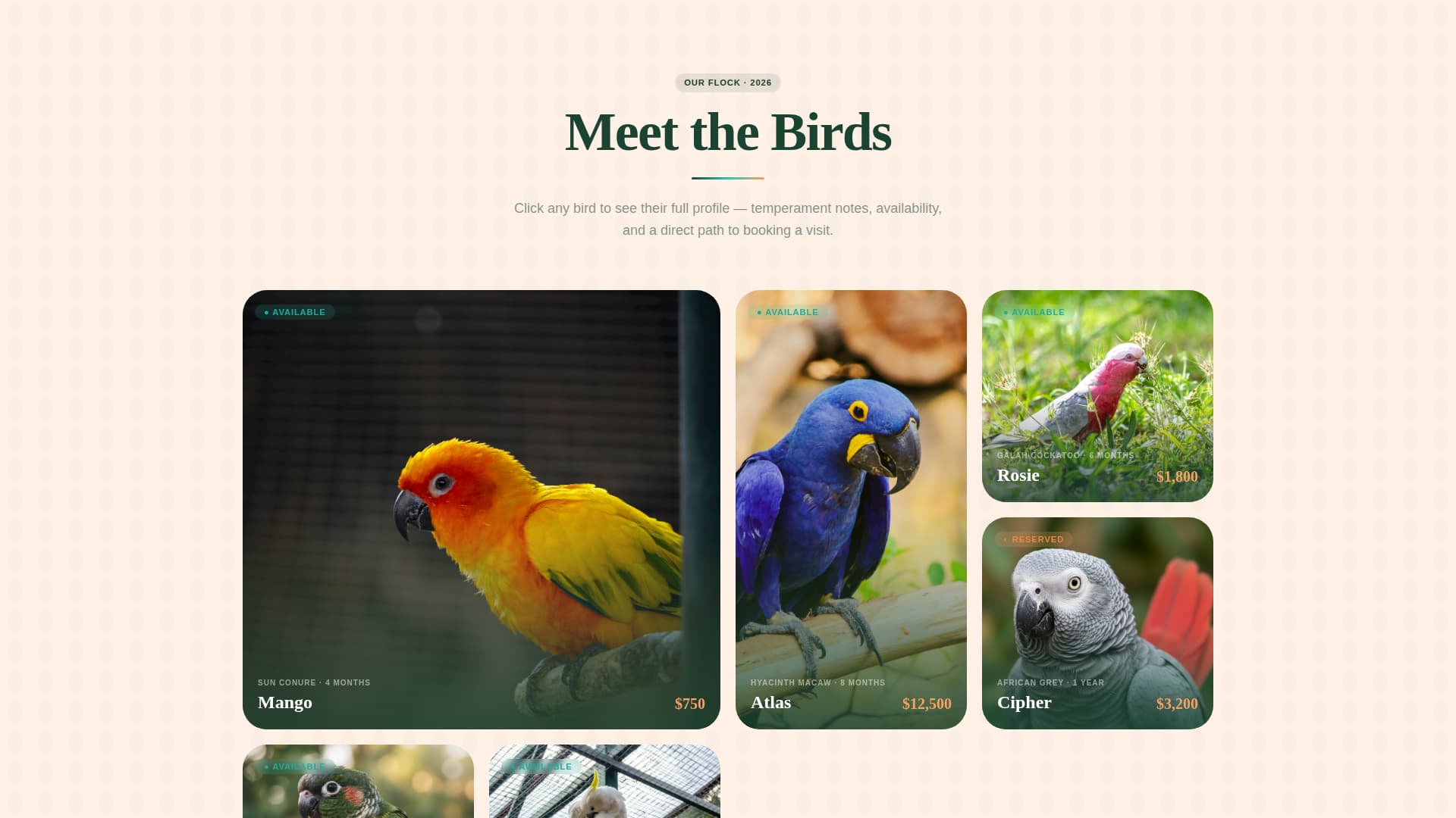 Flock - Vibrant Parrot Landing Page Template