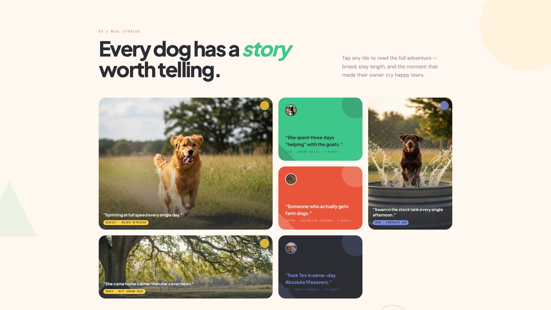 Pet Boarding & Daycare Specialist Booking Website Template