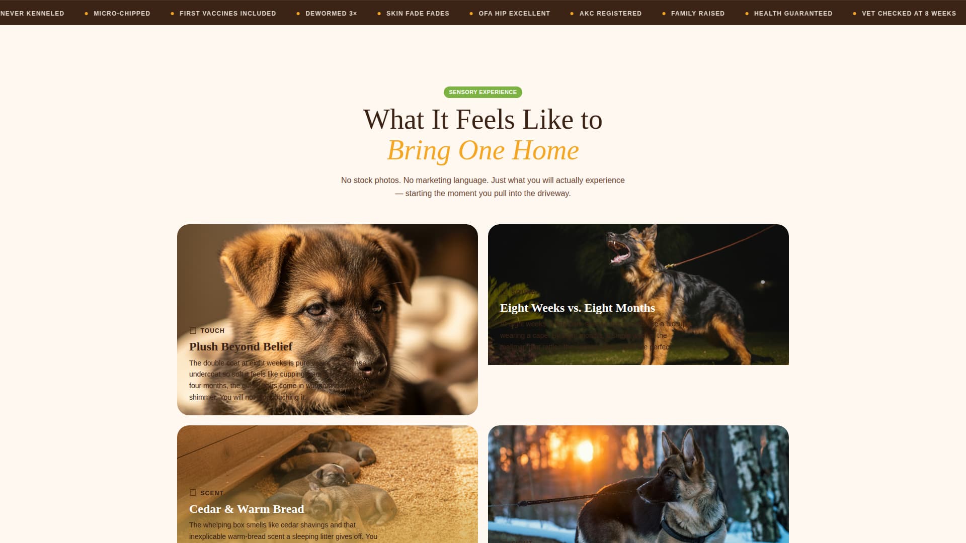Dog Expert Professional Website Template