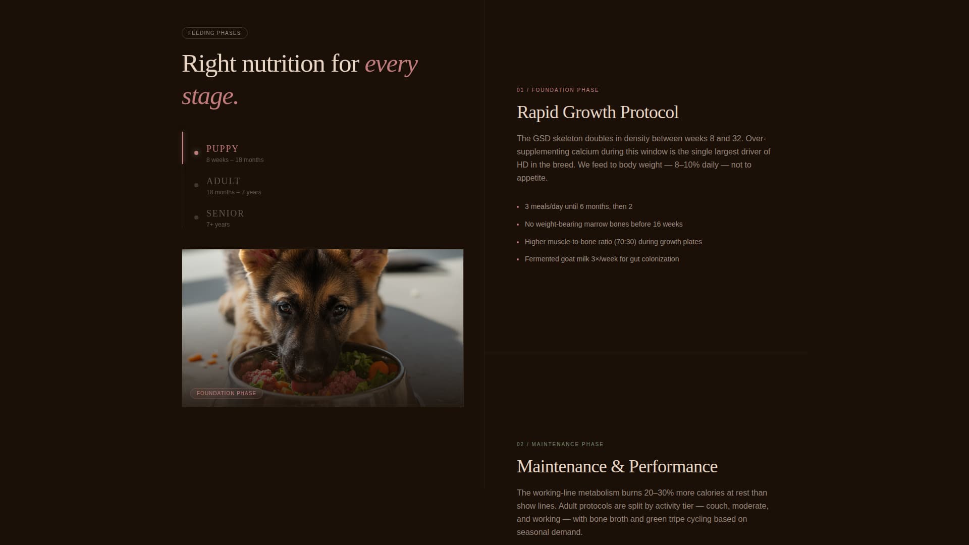 Dog Complete Booking Website Template