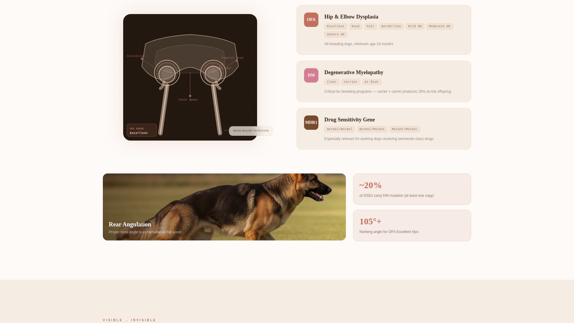 Dog Specialist Blog Website Template