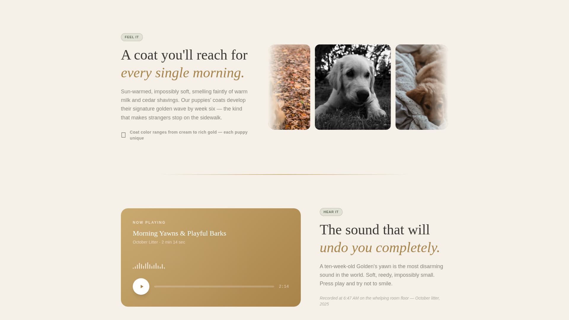 Dog Local Booking Website Template
