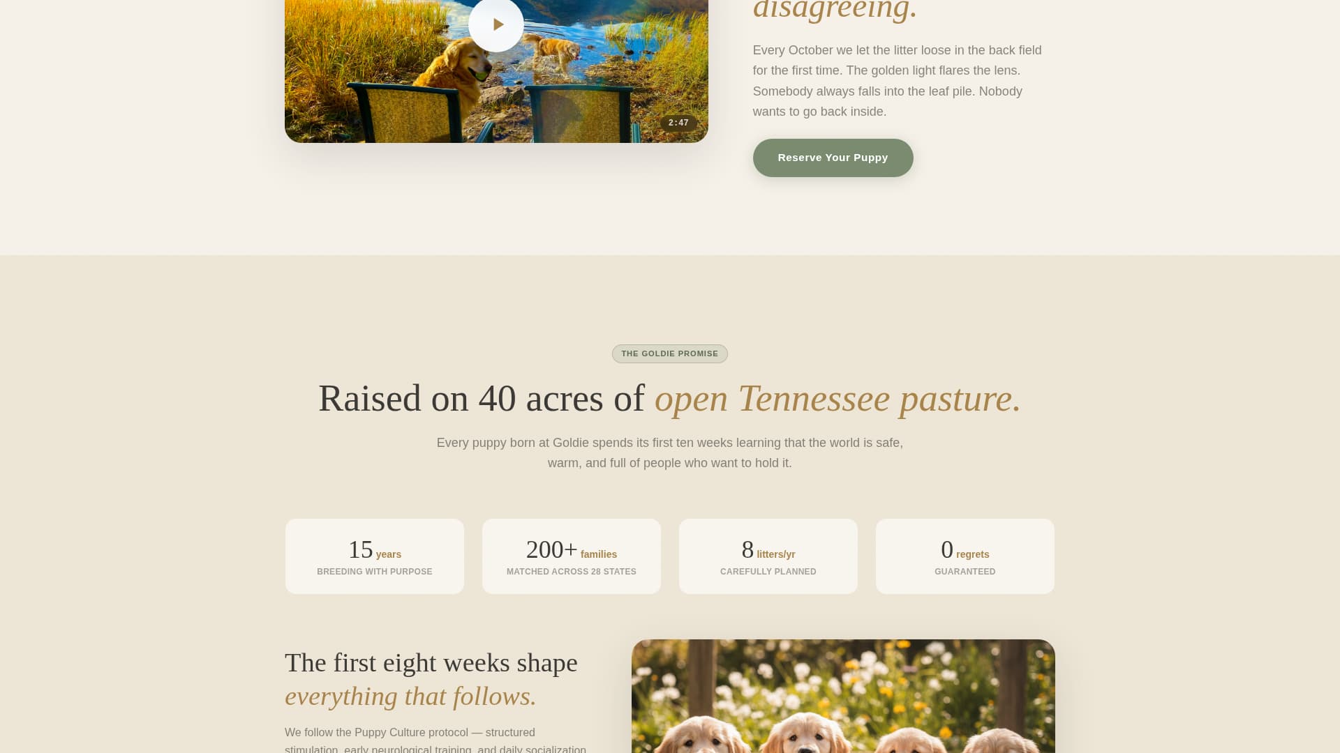 Dog Local Booking Website Template