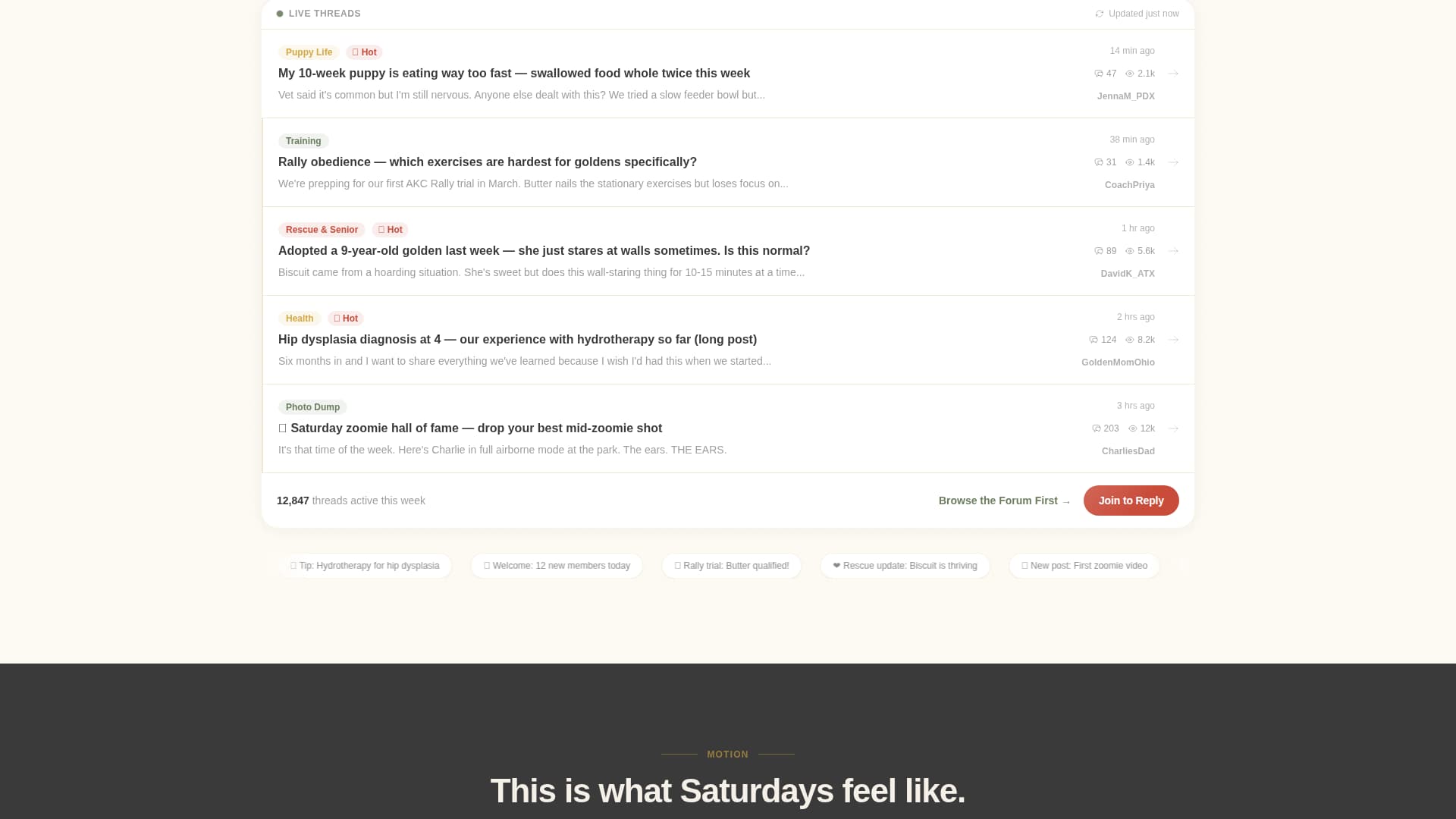 Dog Premium Professional Website Template