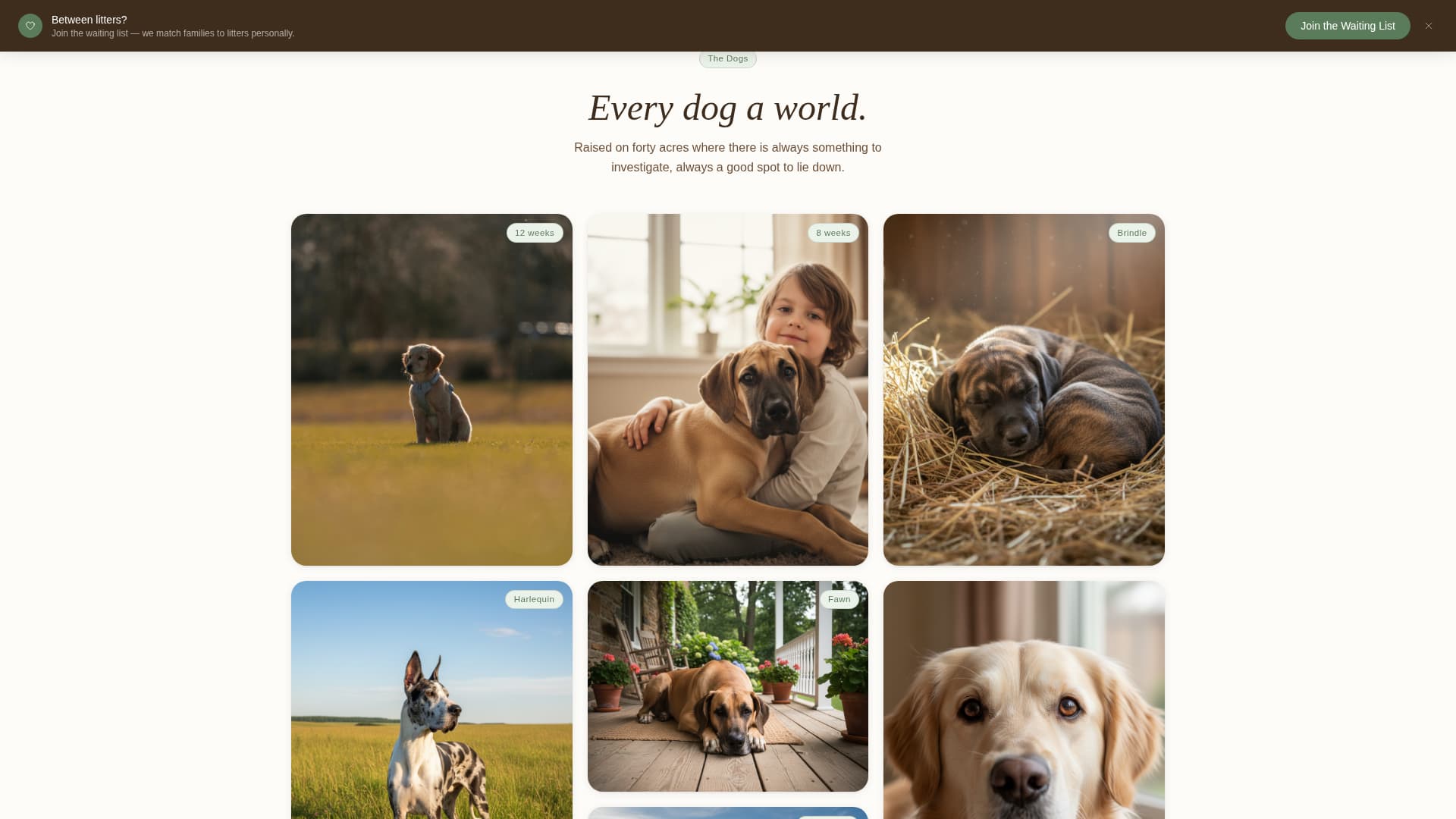 Gentle - Enchanting Breeder Landing Page Template