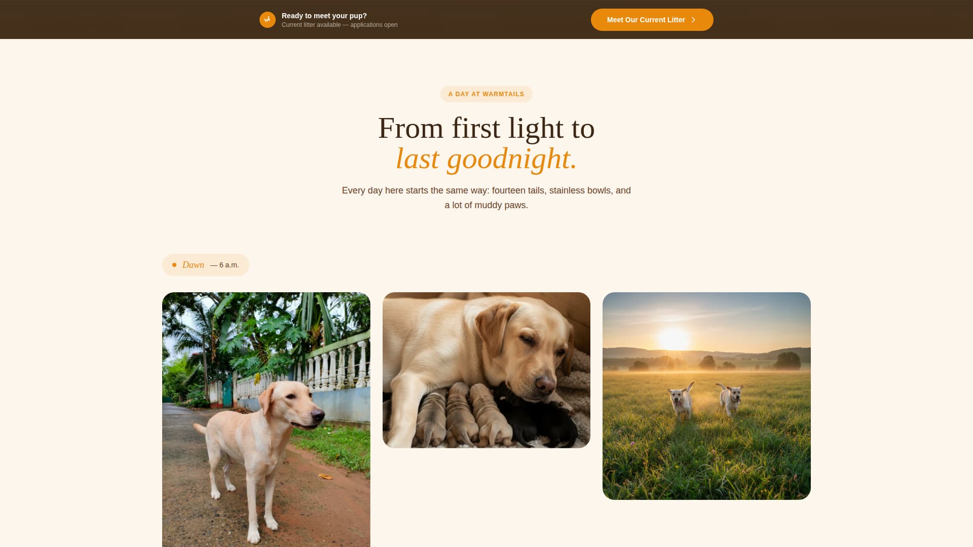 Dog Online Reviews Website Template