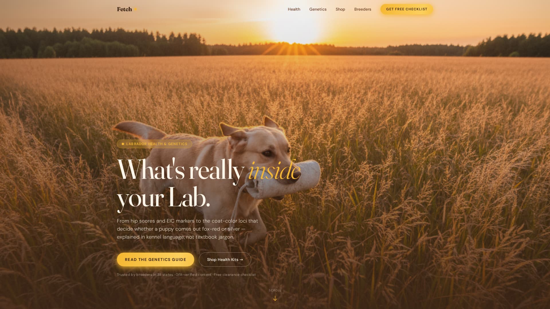 Dog Local Directory Website Template