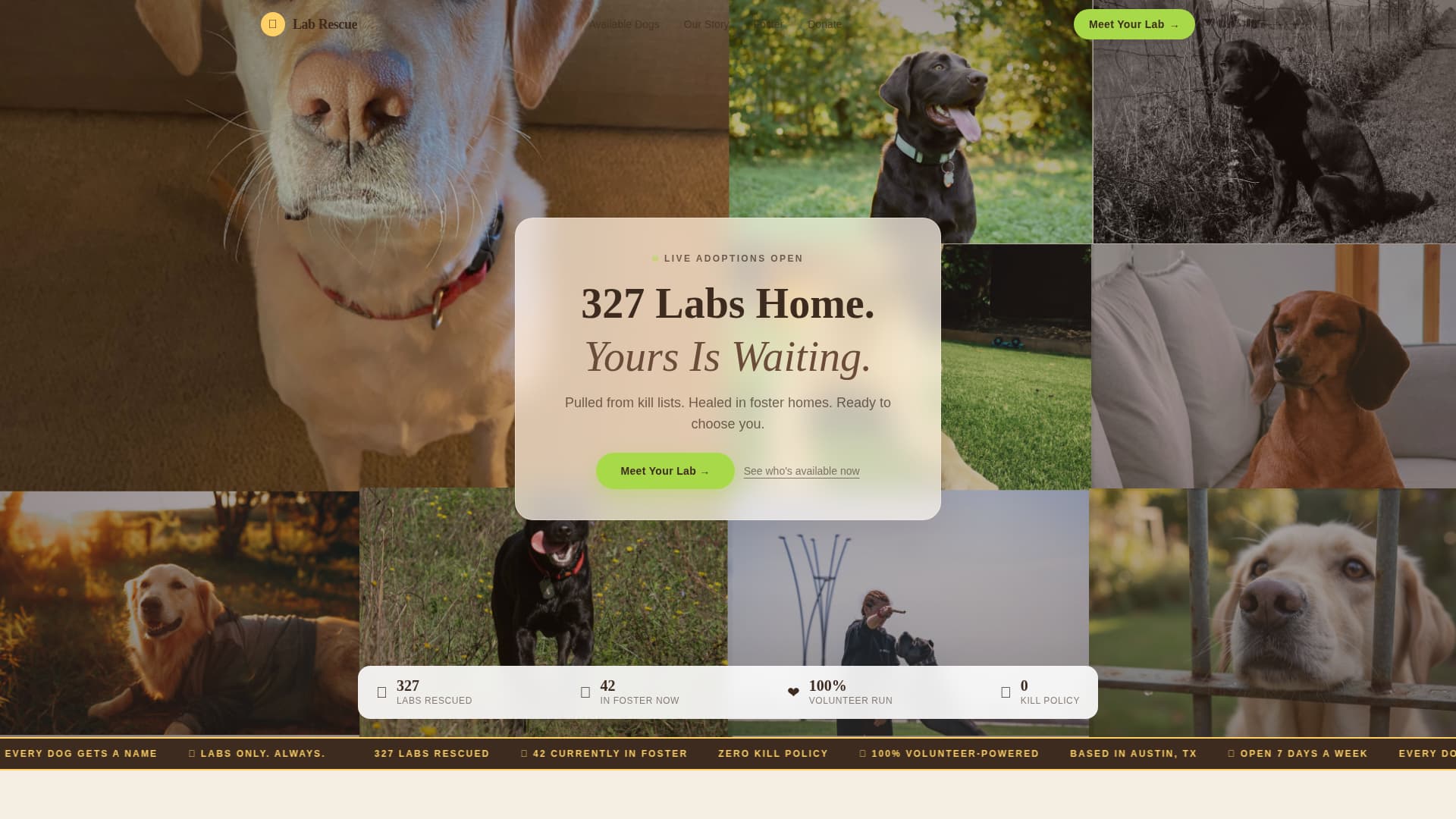 Dog Booking Website Template