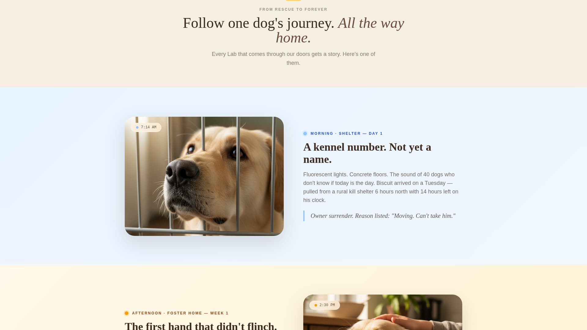 Dog Booking Website Template