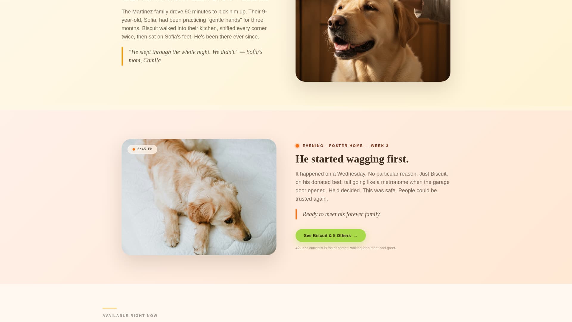 Dog Booking Website Template
